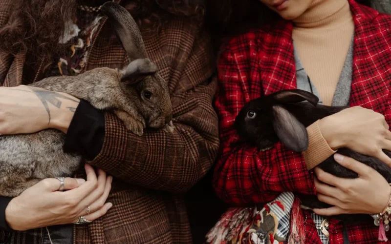Two people holding bunnies close-up, showcasing plaid fashion and gentle handling.