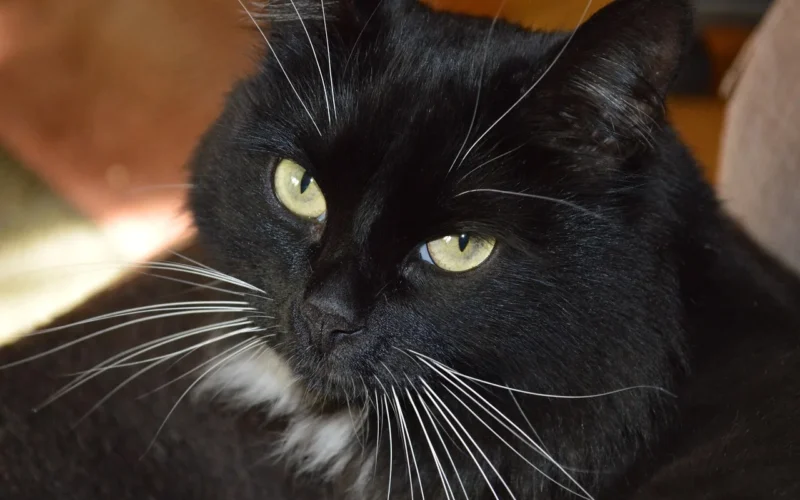 kot, kocie oko, kocie oczy, czarny kot, zwierzę domowe, mądry kot, zwierzę, feline look, cat eyes, black cat, smart cat