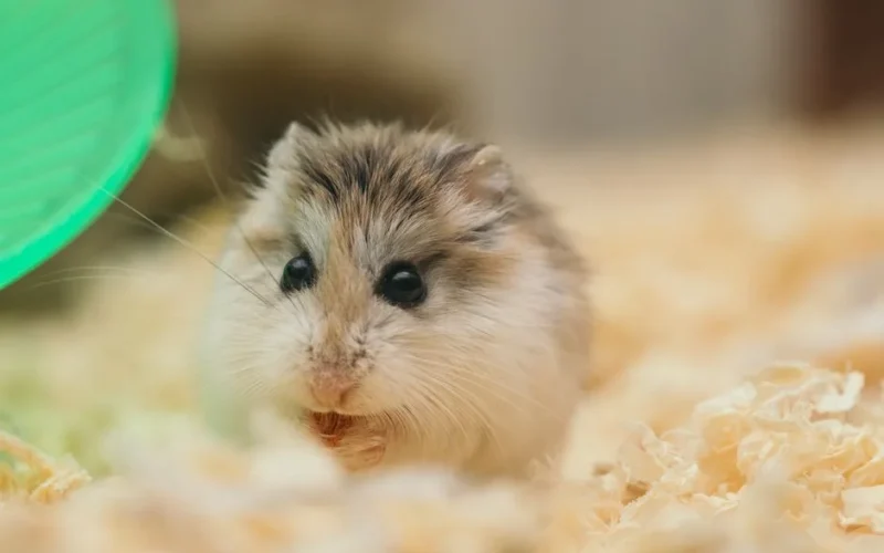 Funny small fluffy domestic hamster sitting in cage on sawdust and nibbling food