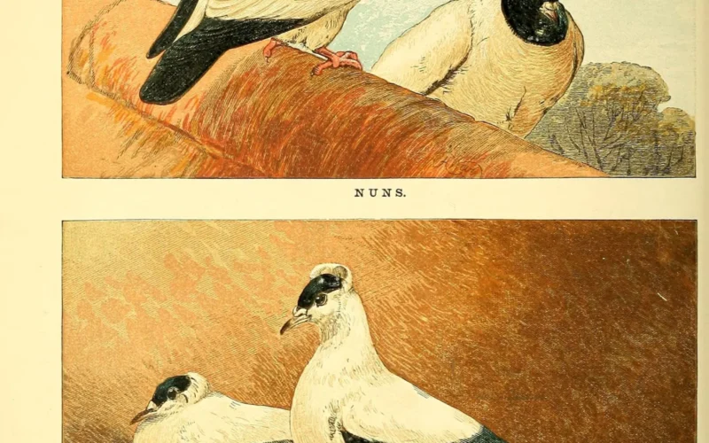 NUNS. LEIOH TUN. BROTHERS SWALLOWS.