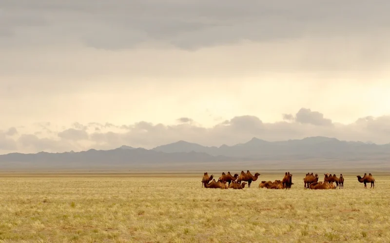 mongolia, gobi, wielbłądy, natura, step, ssak, zwierząt, dzikiej przyrody