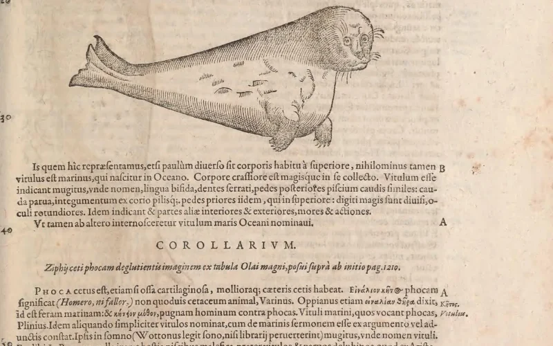 DePhoca. Lib. II II. 705 Ex eodem (corio)calceari vtile efTe podagricis articularibusque morbis quidam autores funt. Eius- G dem cinis contra alopecias prodeft. Adeps quoque vituli marini, (qui in eo copiofus eft , vt in delphino, ^dept* balama,& aliis per pulmones fpirantibus, ) magni olim fuit in medicina vfus. Igni inftillatur (inquit Pli- nius)naribusintermortuarum vuiu? vitio,& cum coaguio eiusdem in vellere imponitur , eadem articu- lorum dolores leuat & fanat. Coagulum eiusdem comitialibus , & ftrangulatis vuluis valde confert , id CoaguUtr^ accipiendum priusquam in mare ingrediantur. Diofcorides lib.i.cap.S^.Coagulum vituli marini , cafto- rei vircs repraefentat. comitialibus maxime & ftrangulatisvsaluispotu conferreexiftimatur. Scdandt vitulimarinijhoc experimentum eft : aquainfpergitur, quapaulifper cum alterius animantis,tum praeci- pue agni,coagulum maduerit : nam fi erit fyncerum,ftatim liquefcit in aquam : fin minus , confimile per- 10 manet.Excipitur autem catulis,qui nondum natare pofliint. HicmeminifTeoportetillius,quodannotauimus,quurade leporemarino diceremus, fciiicetmen- g dofum efTe Plinij locumlibro 3i.cap.i.Iuba(iniisvoluminibus,quaefcripfitad C.Cxfarem Auguftifilium plmijkcm, de Arabia) tradit vitulos (Noftra editio Mytulos habet^non Vitulos, quodprobo) marinos ternas heminas ca- pere.neque enim vitulosmarinos,fedleporeslegereoportet, cum deleporibus marinisagat,veIitqueo- fteadere eos inlndia (in qua omniaanimaliagrandiorafunt)maiores noftris effe, vt ex toto contextuli- quet. Vituli vero marini nullo in mari tamparui funr,quin heminas multo piures tribus capiant. DE PHOCA SEV V I T V L O Rondeletius* MARIS OCEANI, ts 1° ,,)!.»■ t* ,^ ^ : rr\ ^ TJjjnr f .J +© Is quem hic repraefentamus,etfi paulum diuerfo fit corporis habitu a fuperiore , nihilominus tamen g vitulus eft marinus,qui nafcitur in Oceano. Corpore crafliore eft magisque in fe colle&o. Vitulum efle indicant mugitus,vnde nomen,lingua bifida,dentesferrati,pedes pofteriores pifcium caudis fimiles: cau- Az parua,integumentum ex corio pilisq;.pedes priores iidem , qui in fuperiore : digiti magis fimt diuifi,o- culi rotundiores. Idem indicant & partes aliae interiores & exteriores,mores & aciiones. Vt tamen ab altero internofceretur vitulum maris Oceaninominaui. A COROLLARIVM. Ziptycetiphocamdeglutienwimaginemextnbula Olaimagni,pofuifupra ab initiopag.1210. Phoca cetus eft,etiamfi ofia cartilaginofa , mollioraq; caeteris cetis habeat. 2haMovx.i)T.&. phoc?ra fwnin' cat (Home ro, nifallcr?) nonquoduis cetaceumanimal,Varinus. Oppianus etiam amhittv $fy* dixit, Id eft feram rnatinara:& kyii iov ^o8oc,pugnam hominum contraphocas. Vituli marini,quos vocant phocas, Plinius.Idem aliquando iimpliciter vitulos nominat,cum de marinis fermonem efle ex argumento vel ad- r undisconftat.Ipfisinfomno(Wottonuslegitfono,nifilibrarijperuerterint)mugitus,vndenomenvitu!i. ^° Et alibi:In Pontum nulla intrat beftia pifcibus malenca,pre,ter vitulos & paruos delphinos.quod ex Arifto- tele fumtum eft,cuius haec fimt verba: o ofiv sihT$ Uqvt^ 9»j /0 v e£.u hh.fiv& x. .p«ji«*W.Plinius pro qcoKcti- vns legit 9»jc»r.Non vero mugitu folum,fed &maxillafuperiore,&naribus vitulum terreftrem refert,quod Rondeletius obferuauit. Vitulo terreftri,fiaures excipias,valde fimilis eftjdem. Pierius Valerianus aipe- cie tergoris boum inftar villofi , vituli nomen inditum putat. Bocas.genuspifcis a boando,id eft vocem emittedo appellatur,Feftus. Hermolaus hunc effe fufpicatur pifcem,qui boxa Graecis appelletur.fed eum vocalem effe nemo tradidit. quare phocampotius intellexerim hocnomine , quaeboat mugitq; : etiamfi pifciseanoneft,fedcetus. Boxquidem Graece di&usa TheodoroVocaconuertitur. Phocaefiintmari- niboues,Seruius,Ifidorus,&Scriptordenat.rerum.Maffihenfesvulgo^ouesmarinosappellant,Gillius. Author denaturis rerum, alibietiam Vaccammarinamvocat. CaeterumdeBouemarinoplani& car- tuVinei generis , aliisq; diuerfishuiusnominisanimalibus,fuprainB. elemento fcripfi. Albertuspho- cam, etiara lupum marinum nuncupat : &alibi canem marinum : quoniam Germani fimiliter appellant, vt dicemus.Quanquam autem dentibus ac maxilla fuperiore lupum refert,authore Rondeletio , & rapax voraxq; eft lupi terreftris more : unde & Hifpani lupum marinum vocitant : mihi tamen hoc nomen non placetjCumvtretineamusveterapotius , tumvthomonymiamvitemus. nam&pifcisquidamrapaxlu- pusappellatur:& aBellonioquadrupesquaedarj