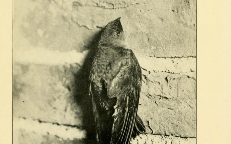 CHIMNEYSWIFT RESTING R. H. Bcebe, Photo.