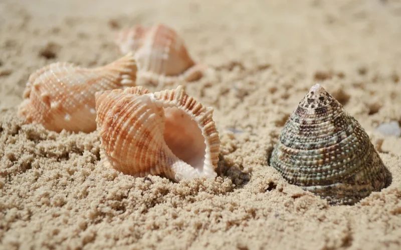 morze, seashells, piasek, summer, nature, summer, summer, summer, summer, summer