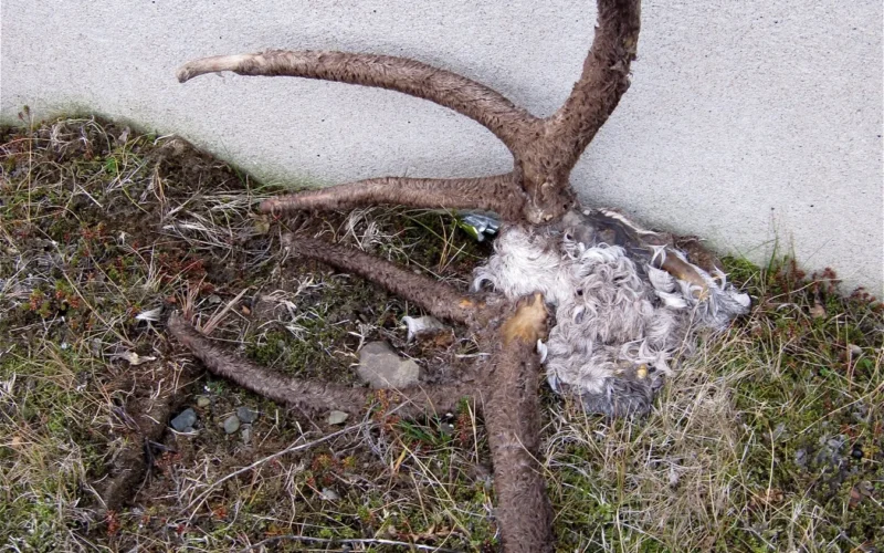 Leaning against a wall of the house- it is more than just antlers, there is the furry bits of the head.