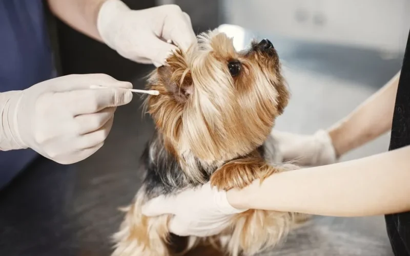 A Yorkshire Terrier gets its ear cleaned by a veterinarian with gloves and cotton bud.