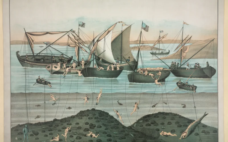 An educational annotated lithograph that shows sponge divers (with mustaches and beards) and their support crews in action. Includes a diver being eaten by a shark.