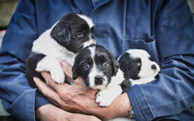 Three adorable black and white puppies cradled in a person's arms, showcasing warmth and affection.