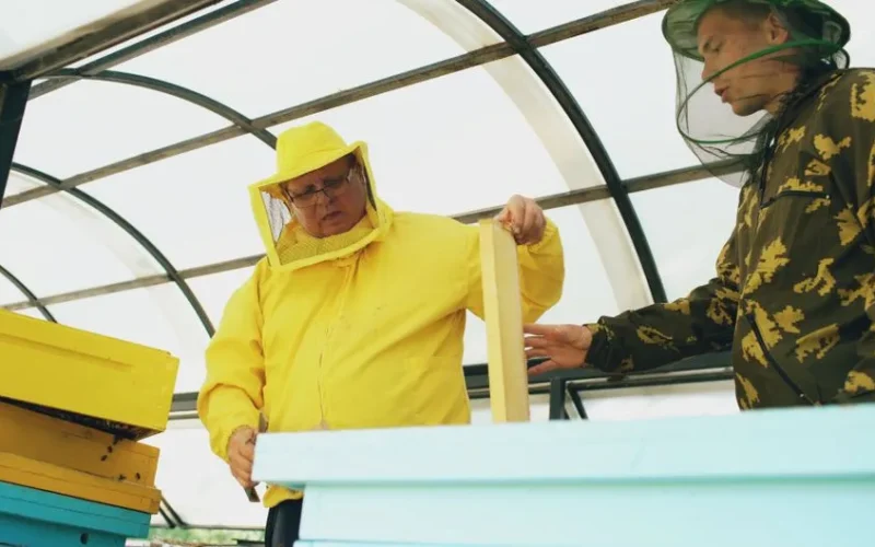 Two beekeepers in protective suits examining hives inside a greenhouse.