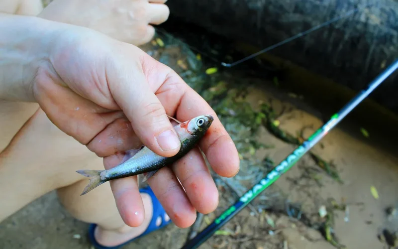 fish, catch, jedzenie, rzeka, miasto, rybak, hand fisherman, fishing line, fishing rod, holding fish, nibble, natura, fishing on the river, recreation, summer, wieczór, evening fishing