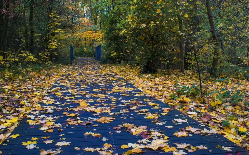 drzewa, jesień, kolory, autumn colors, golden autumn, odchodzi, nature, kolorowy, autumn mood, color, autumn motif, jasny, oostende, maria hendrikapark, krajobraz, las, fall colors, fall leaves, golden fall, october, nastrój, far away, path, nature, fall leaves, fall leaves, fall leaves, fall leaves, fall leaves