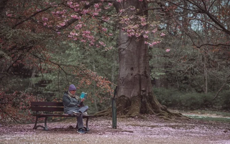 A solitary man enjoys reading under a blossoming cherry tree in Morlanwelz, Belgium.