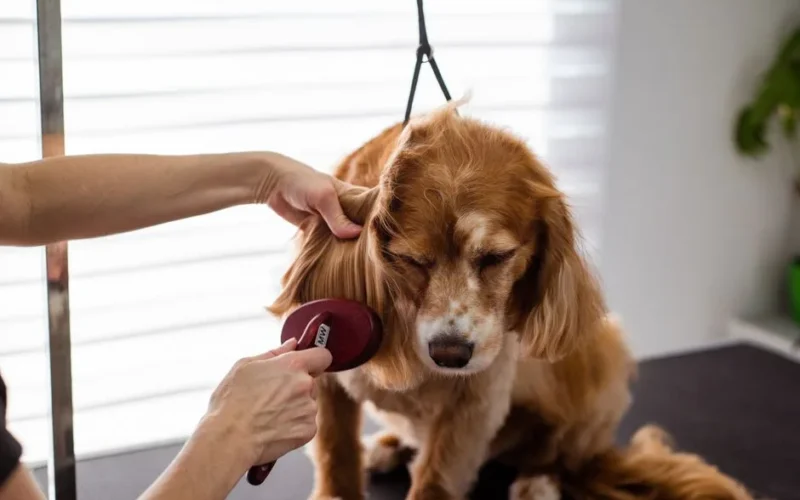 A close-up of a Cocker Spaniel receiving grooming care indoors.