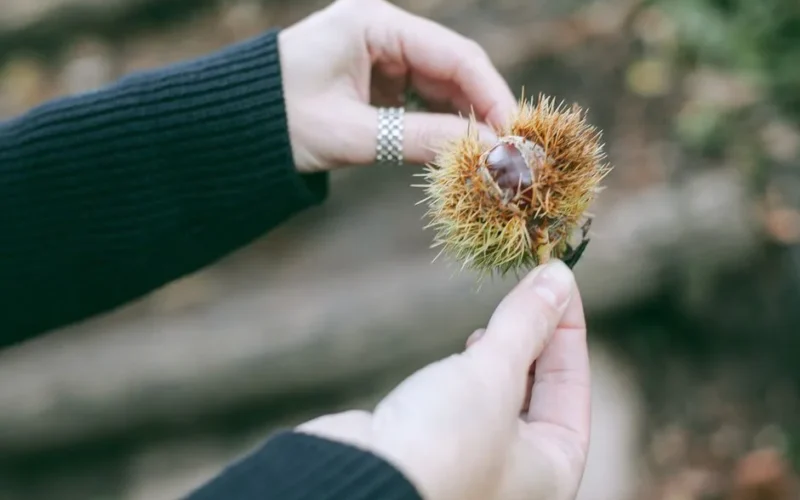 From above of crop unrecognizable lady in casual clothes holding prickly sweet chestnut fruit in hand while resting in autumn forest