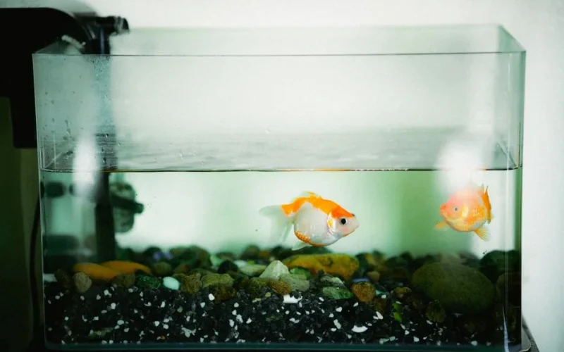 Two goldfish swimming peacefully in a home aquarium with colorful rocks.