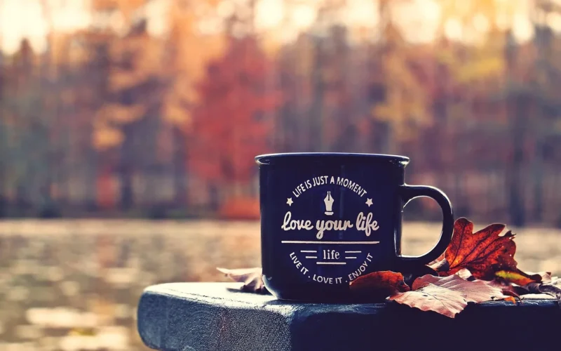 spadek, las, puchar, waldsee, ława, love your life, motto, odchodzi, jesienne liście, cichy, złamać, wyścigi, natura, nastrój, kolory jesieni, life is just a moment, powiedzenie, wyrok szklanki, jesienny nastrój, zrelaksować się, atmosfera, sceniczny, jesienny