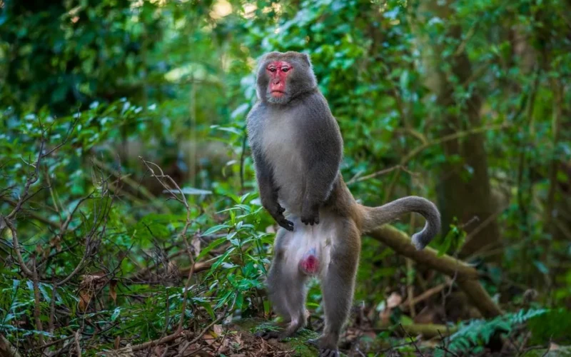 Taiwanese macaque in natural forest setting, showcasing its habitat and behavior.