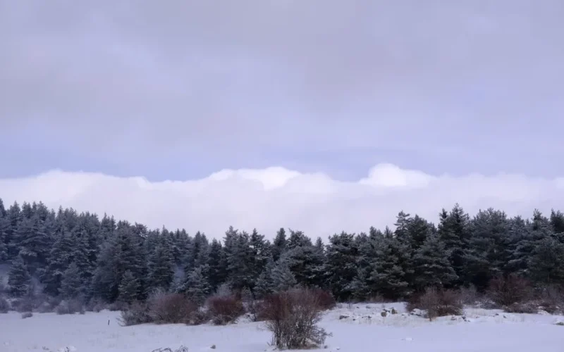 Serene winter scene of a snowy forest under a soft cloudy sky.