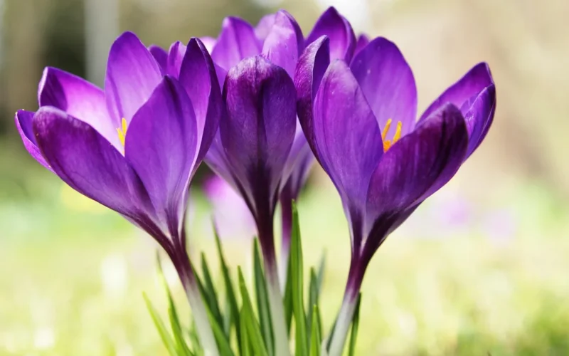 crocus, purple, tapeta kwiatowa, flower, violet, zielony, trawa, wiosna, nature, kwiat tło, spring flower, blossom, early bloomer, roślina, purple flower, piękne kwiaty, harbinger of spring