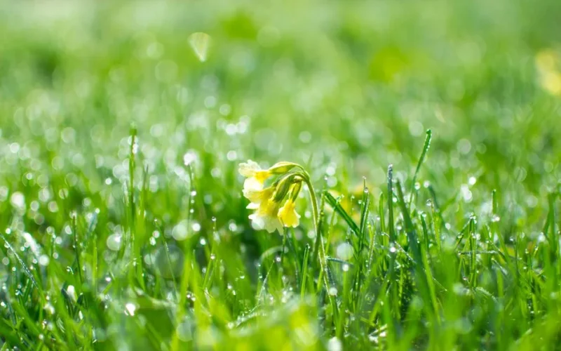 Beautiful primrose flower surrounded by fresh dew-covered grass in a spring scene.