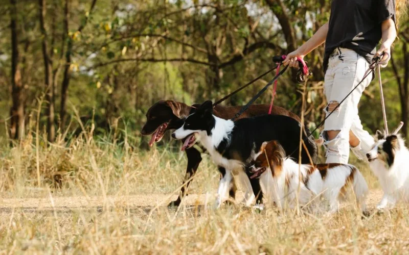 A dog walker leads a group of dogs on leashes through a sunny park trail.