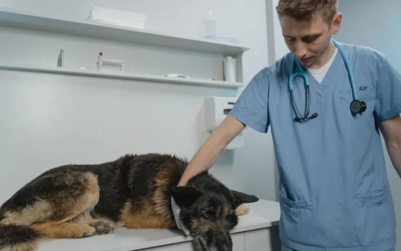 Veterinarian examining a German Shepherd dog on a clinic table, showcasing care and professionalism.