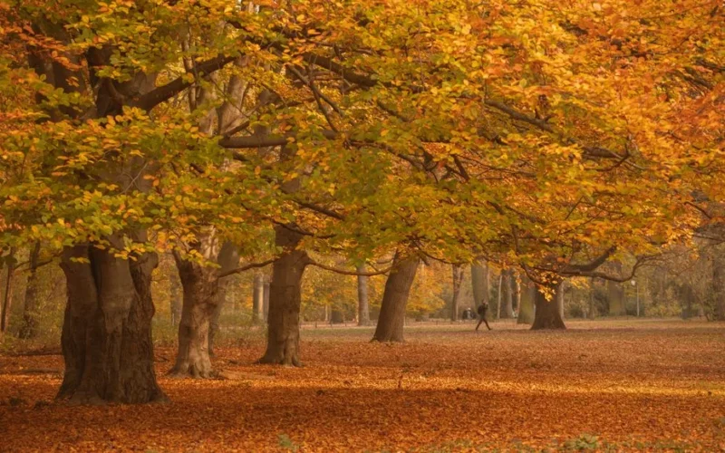 Serene forest scene with golden autumn leaves and a person strolling among the trees.