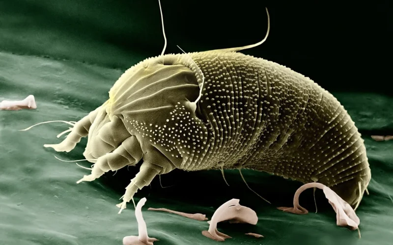 grosz, aceria anthocoptes, roztocze pajęczaki, pajęczak, pająk, mikroskop elektronowy, eriophyidae, mikroskopu elektronowego, powiększone, nauka, alergia, alergenów, krankheitenserreger, zakażenia, choroba, nauka, alergia, alergia, alergia, alergia, alergia, choroba, choroba