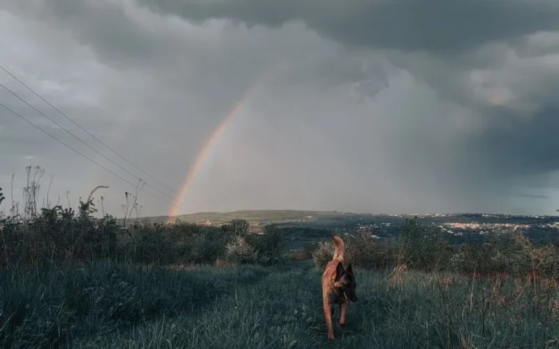 A Belgian Malinois dog in a grassy field beneath a vibrant rainbow and storm clouds.